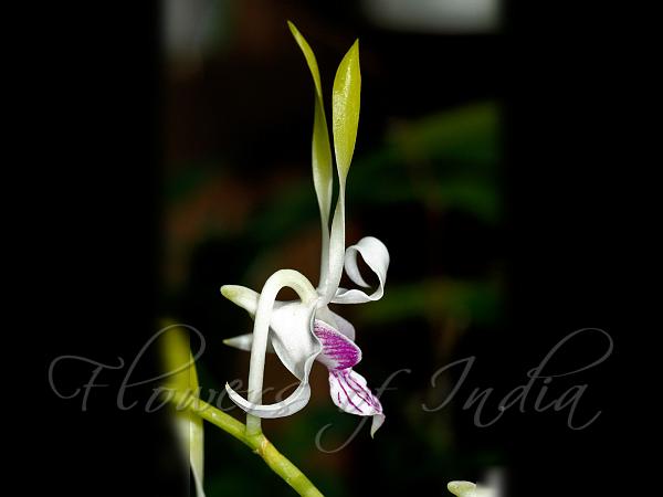 Antelope Orchid