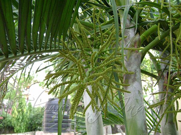 Areca Palm
