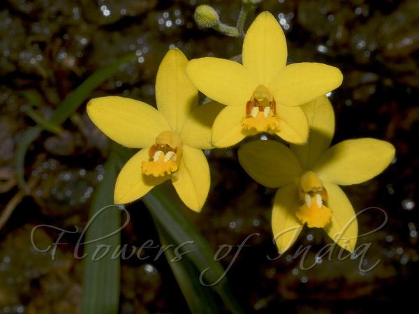 Arunachal Ground Orchid