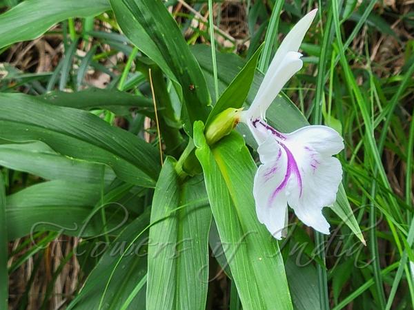 Arunachal Kakoli Ginger
