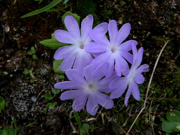 Arunachal Primrose