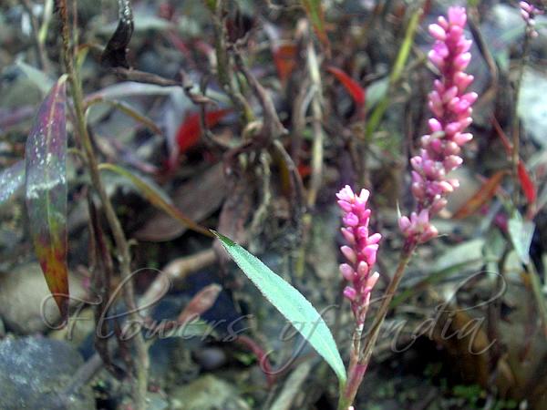 Asiatic Smartweed