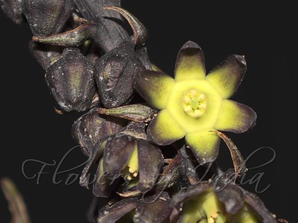 Assam Dark-Flower