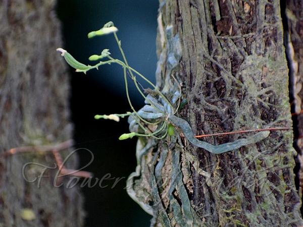 Back-Bent Ribbon-Leaf Orchid