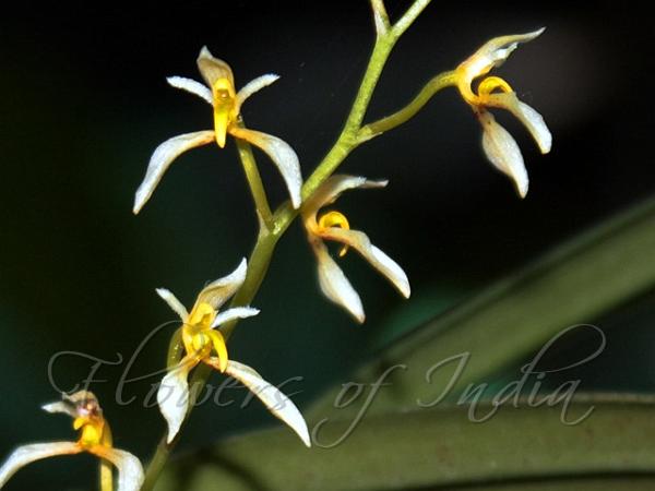 Barefoot Bulb-Leaf Orchid