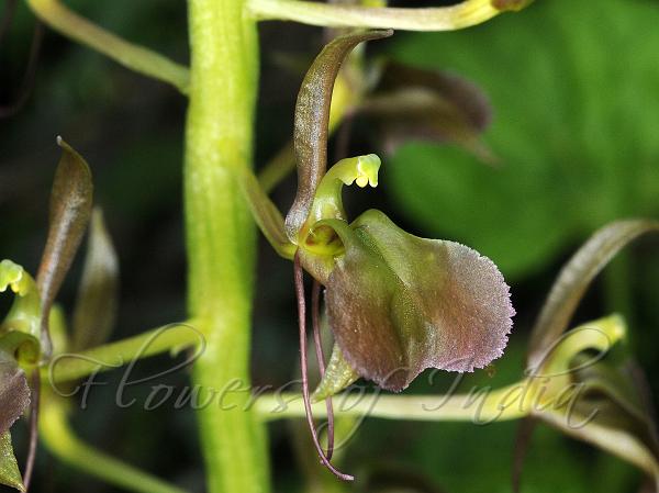Beaked Widelip Orchid