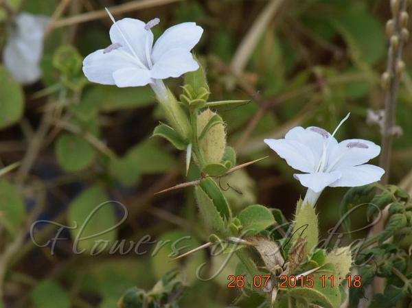 Box-Leaf Bush-Violet