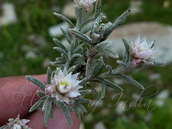 Branched Pearly Everlasting