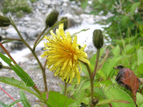 Bristly Hawksbeard