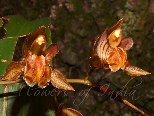 Bronze Coelogyne