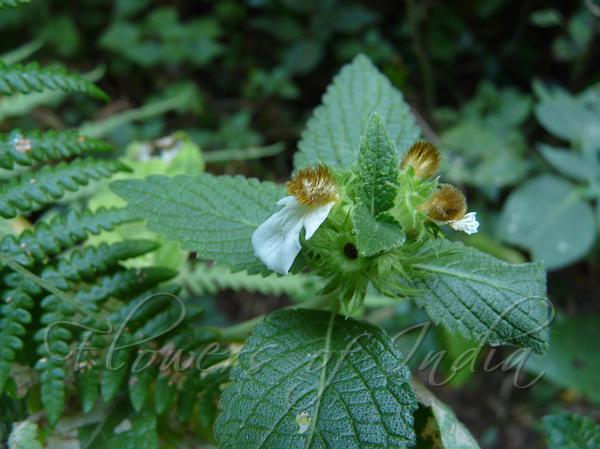 Brown-Head Slitwort