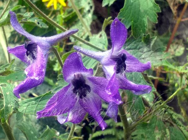 Buttercup-Leaf Larkspur