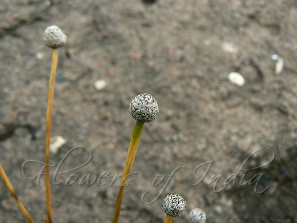 Buttonhead Pipewort