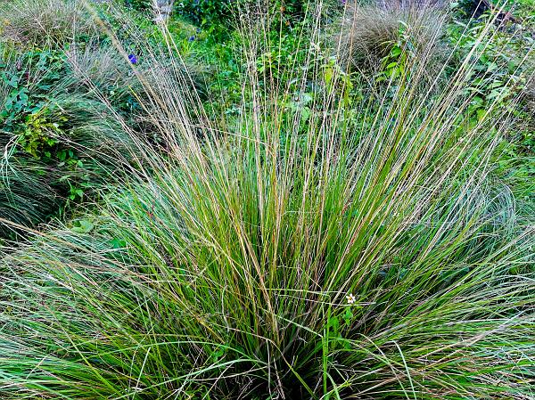 Ceylon Beardgrass