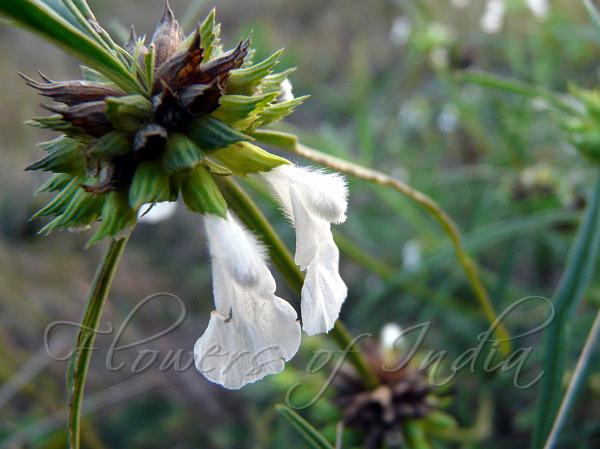 Ceylon Slitwort