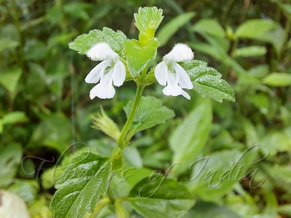 Chinese Slitwort