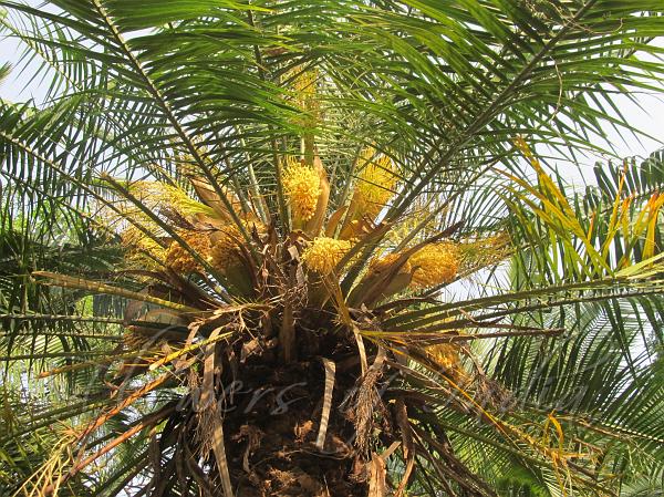 Cliff Date Palm