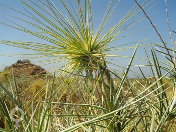 Coastal Spinegrass