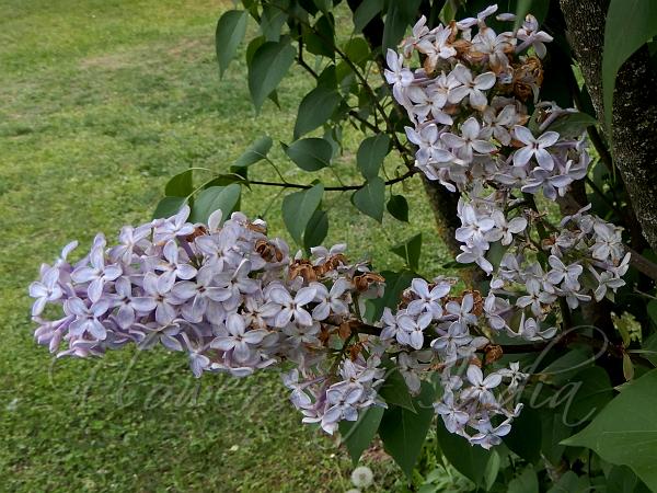 Common Lilac