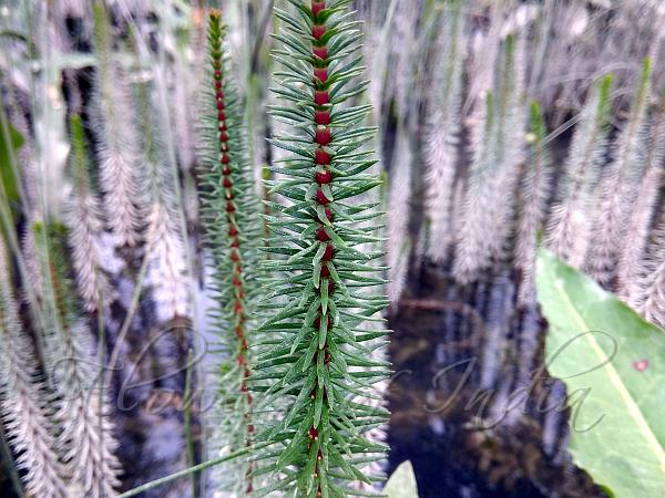 Common Mare's Tail