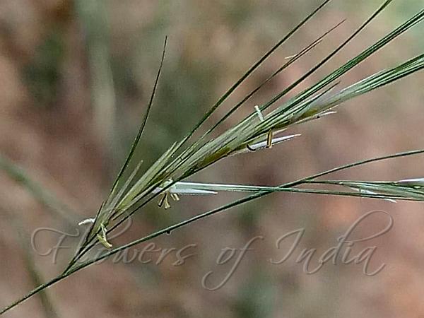 Common Needle Grass