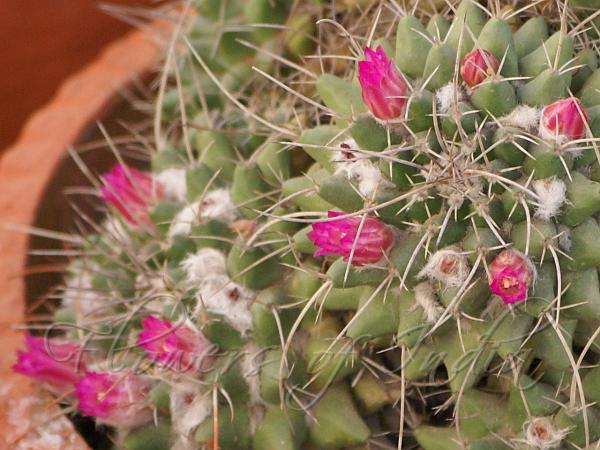 Compressed Nipple Cactus