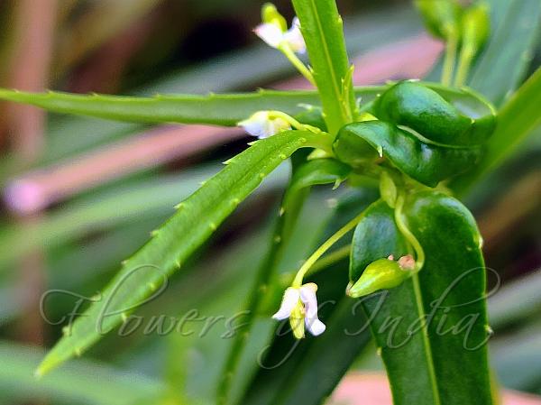 Courtallam Balsam