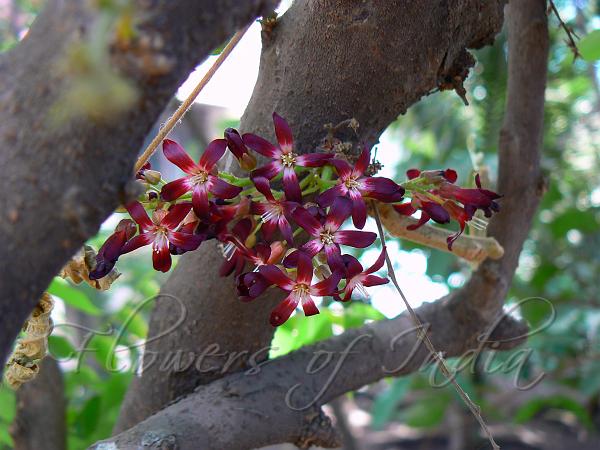 Cucumber Tree