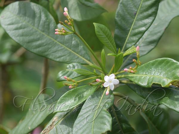 Deccan Snake Root