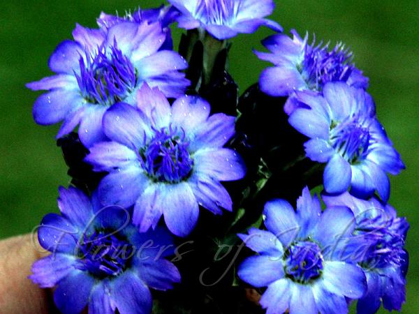 Deep-Blue Himalayan Gentian