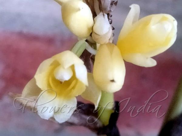 Dense-Flowered Calanthe