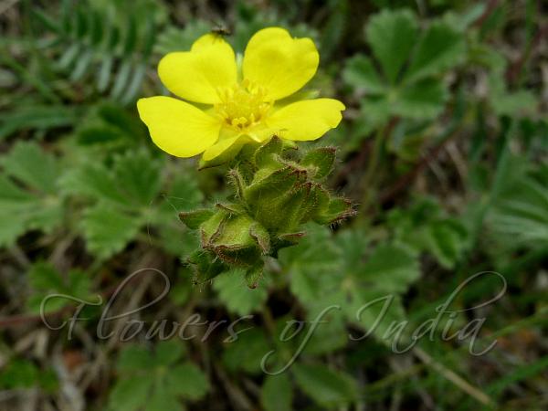 Desert Cinquefoil