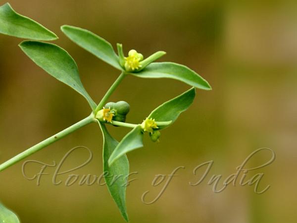 Image result for Euphorbia dracunculoides