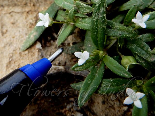 Dwarf Diamond Flower