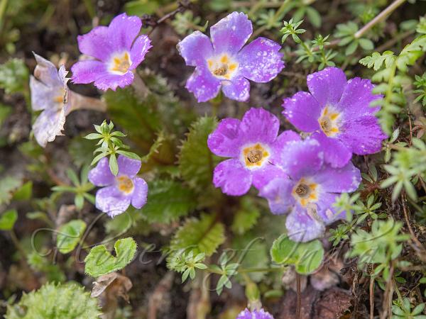 Dwarf East-Himalayan Primrose