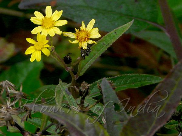 East-Himalayan Senecio-Inula