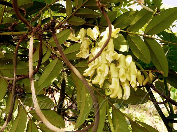 Eastern Necklace Pod