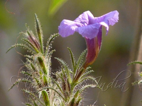 Entire-Leaf Coneflower