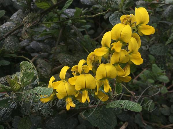 Ever-Flowering Rattlepod