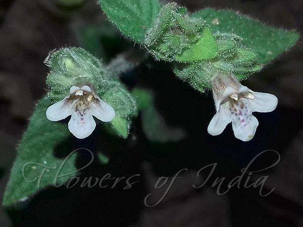 Fascicled-Flower Lepidagathis