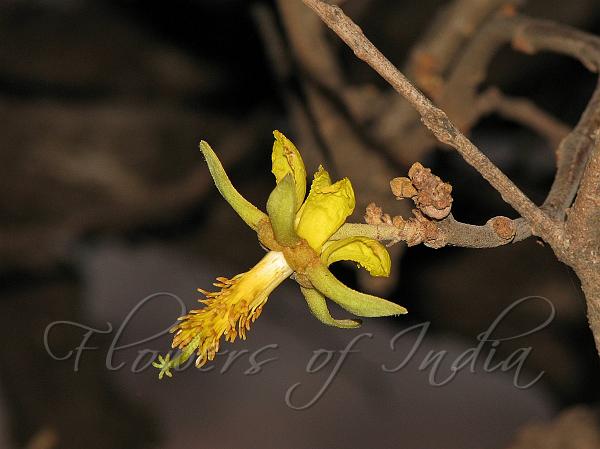 Five-Celled Salmonwood