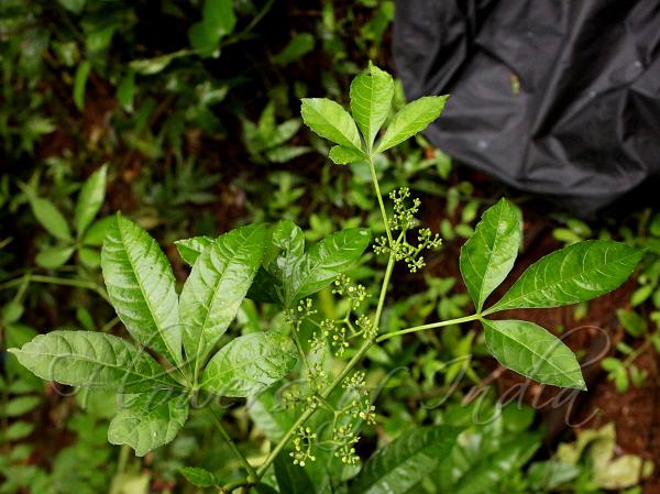 Five-Finger Wild Grape