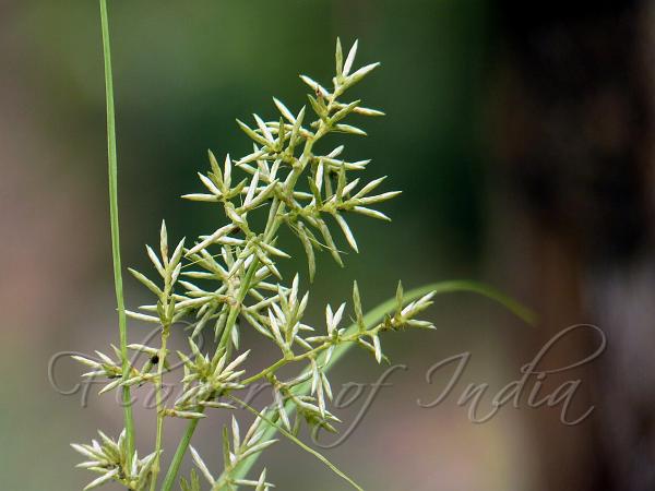 Fuzzy Flatsedge
