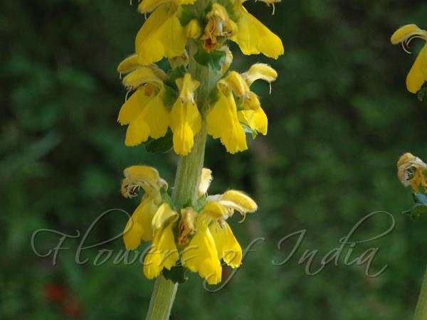 Golden Himalayan Torchwort