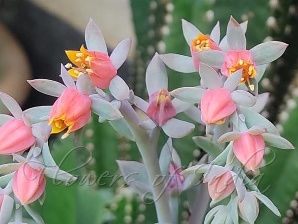 Grey Echeveria