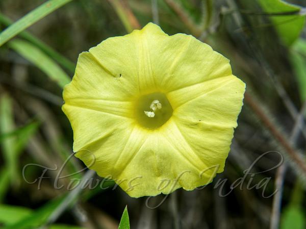 Hairy Yellow Morning Glory