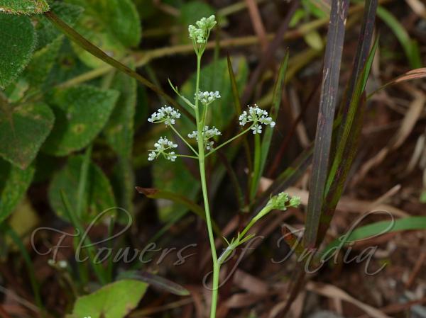 Heartleaf Pimpinel
