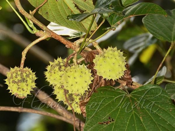 Heartleaf Spinefruit Vine