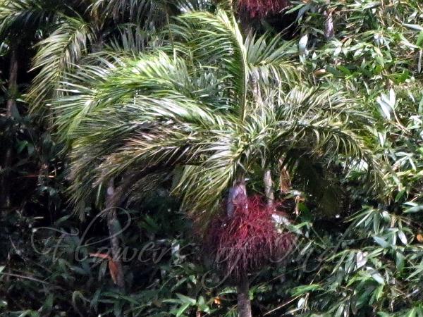 Hill Areca Palm