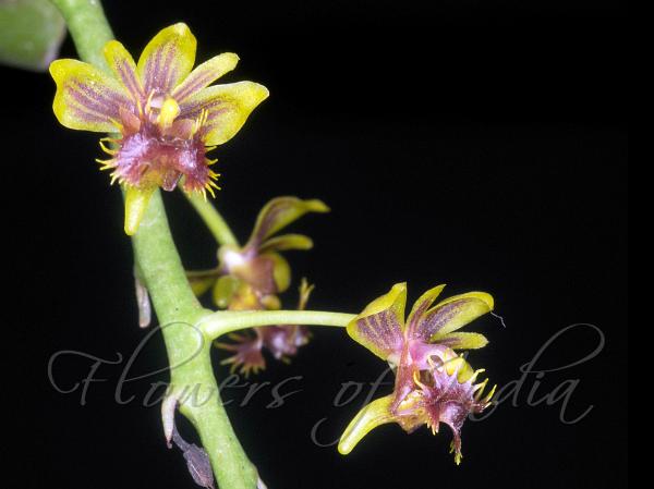 Himalayan Bird-Lip Orchid